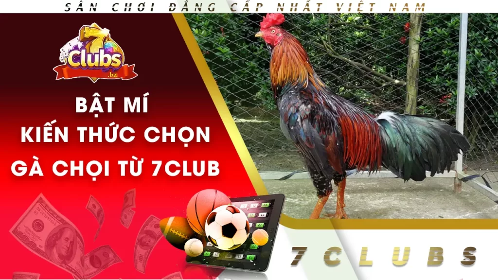 kiến thức chọn gà chọi