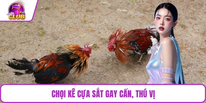 Chọi kê cựa sắt gay cấn, thú vị