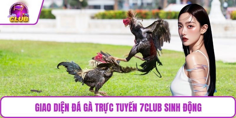 Giao diện đá gà trực tuyến 7CLUB sinh động