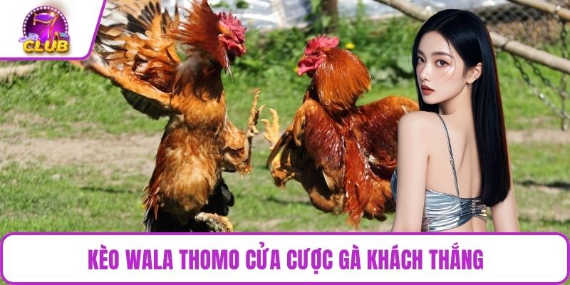 Kèo Wala Thomo cửa cược gà khách thắng