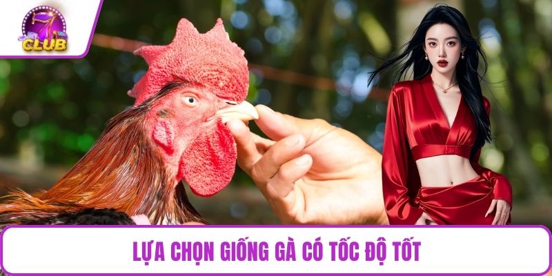 Lựa chọn giống gà có tốc độ tốt