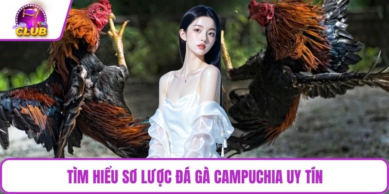 Tìm hiểu sơ lược đá gà Campuchia uy tín